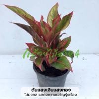 ราคา ต้นแสงเงินแสงทอง ไม้มงคล พร้อมกระถาง 6 นิ้ว (22740276519)