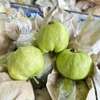 ราคา พร้อมส่ง ฝรั่งกิมจู 1กิโล ฟรั่งกิมจู ฝรั่งกิมจุ ฝรั่งหวาน ฝรั่งสดสะอาด ผักผลไม้สดใหม่ (22665980402)