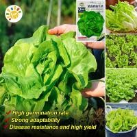 ราคา เมล็ดพันธุ์ ผักสลัด บัตเตอร์คลั้น ผักกาดหอมสลัด Butterhead Lettuce Seeds for Planting Salad Vegetable Seeds for Gardening Indoor Vegetable Plants Seeds เมล็ดผักต่างๆ เมล็ดผักสวนครัว ปลูกง่าย โตไว ปลูก