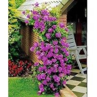 ราคา 25เมล็ด เมล็ดกุหลาบ อังกฤษ พันธุ์เลื้อย ดอกสีม่วง สายพันธุ์ของแท้ 100 เมล็ดกุหลาบ ดอกกุหลาบ ปลูกกุหลาบ กุหลาบหนู อัตราการงอก70 80 Rose seeds (9079658004)