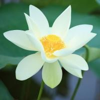 ราคา 10 เมล็ด ดอกบัว บัวสวยงาม Lotus Seeds สายพันธุ์ Ruby Gardner (21167088079)