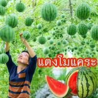 ราคา แตงโมแคระ 10แถม1 ถูกที่สุด10 บ เมล็ดพันธุ์แตงโมเเคระ 5 30เมล็ด งอกง่าย โตไว ลูกดก แตงโมคอนโด แตงโมกระถาง แตงโมจิ๋ว (22039609098)