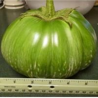 ราคา เมล็ดพันธุ์มะเขือเปราะยักษ์ ภูพาน ลูกใหญ่ น้ำหนักประมาณ 1 1 5 กิโลรสชาติ หวาน กรอบ (22361089487)