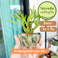 ราคา ไผ่กวนอิม ไผ่พร้อม กระถาง โอ่งดำ มินิมอล ขนาด 2 นิ้ว (14673804570)