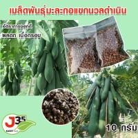 ราคา เมล็ดพันธุ์มะละกอแขกนวลดำเนิน 10 กรัม 300 350 เมล็ด เมล็ดมะละกอแขกนวล มะละกอตำส้มตำ เมล็ดพันธุ์มะละกอสำหรับตำส้มตำ (18560417551)