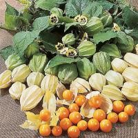 ราคา เมล็ดพันธุ์ เคปกูสเบอรี่ Cape Gooseberry Seeds (849326897)