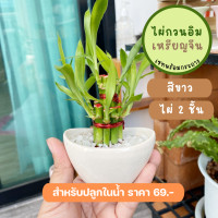 ราคา ไผ่กวนอิม ไผ่พร้อม กระถาง โอ่งดำ มินิมอล ขนาด 2 นิ้ว (14673804571)