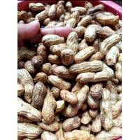 ราคา พร้อมส่ง ถั่วลิสง ดิบ สด พร้อมต้ม หรือเก็บ เป็นเมล็ดพันธุ์ สดจากไร่ ออแกรนิค ปลอดสาร ปลอดภัย น้ำหนัก 1 กิโลกรัม ถั่วลิสง ถั่วอบ ถั่วตากแห้ง (21406929759)