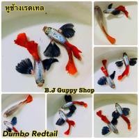 ราคา ปลาหางนกยูง หูช้างเรดเทล ไซร์ผสม แถมอาหารปลาหางนกยูง และ รับประกันตลอดการจัดส่ง (22758700860)