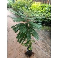 ราคา ต้นว่านธรณีสาร ไม้มงคล มีความเชื่อกันว่าปลูกต้นนี้ช่วยปัดเป่าเสนียดจัญไรออกจากบ้านได้ คนไทยโบราณเชื่อว่าถ้าปลูกต้นธรณีสารไว้กับบ้านจะเป็นสิริมงคล ทำให้มีความสุขร่มเย็น สมัยก่อนบอกว่าใช้ใบธรณีสารในการพ