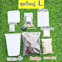 ราคา แตงโมจิ๋ว แตงโมคอนโด 10แถม1 ถูกที่สุด10 บ เมล็ดพันธุ์แตงโมจิ๋ว 5 30เมล็ด งอกง่าย โตไว ลูกดก แตงโมกระถาง แตงโมแคระ (22051086280)