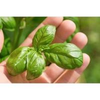 ราคา โหระพาใบใหญ่ โหระพาอิตาเลี่ยน เมล็ดพันธุ์ โหระพาฝรั่ง Italian Basil 50 400 เมล็ด ซื้อ 10 แถม 1 คละได้ (21085797687)