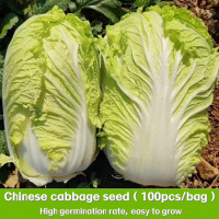 ราคา เมล็ดผักกาดขาว CHINESE CABBAGE ตราภูเขาทอง 200เมล็ด ดยประมาณ เมล็ดพันธุ์ผักกาดขาว เมล็ดพันธุ์ผัก เมล็ดผักสวนครัว เมล็ดพันธุ์งอกเร็ว (22607857171)