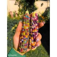 ราคา เมล็ดพันธุ์ข้าวโพดอัญมณีเนื้อนุ่มซื้อ 2 แถม1 (22280981977)