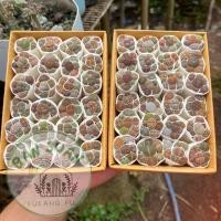 ราคา ไลทอป lithops แคคตัส ไลทอป หินมีชีวิต ไลทอปมิกซ์ ไลทอปสวยๆ lithop กุหลาบหิน ไม้อวบน้ำ ไม้อวบน้ำสวยๆ ไลทอปราคาถูก 1ชุด มี7ต้น รับเยอะมีราคาส่ง พร้อมส่ง (22728012035)