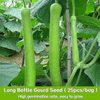 ราคา เมล็ดน้ำเต้ายาว เอ็ม ที 25 เมล็ด Bottle Gourd เมล็ดพันธุ์น้ำเต้ายาว เมล็ดพันธุ์ผัก เมล็ดน้ำเต้า เมล็ดผักสวนครัว (22607294827)