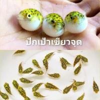 ราคา อาหารปลา ปักเป้าฟิชโช่ ปลาปักเป้าจุดดำ หรือ ปลาปักเป้าเขียวจุด มีประกันระหว่างขนส่ง 1 ตัว (22708387905)