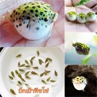 ราคา อาหารปลา ปักเป้าฟิชโช่ ปลาปักเป้าจุดดำ หรือ ปลาปักเป้าเขียวจุด มีประกันระหว่างขนส่ง 1 ตัว (22708340773)