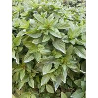 ราคา เมล็ดพันธุ์โหระพา ใบใหญ่ คัดพิเศษ จากสวนจ สุพรรณบุรี 100 500 1000 เมล็ด (18988449693)