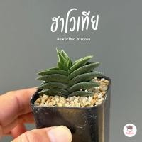 ราคา ม้าสามเหลี่ยม ฮาโวเทีย Haworthia Viscosa ไม้อวบน้ำ กุหลาบหิน cactus succulentหลากหลายสายพันธุ์ (21477569919)