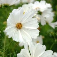 ราคา 50 เมล็ด ดอกดาวกระจายฝรั่ง ดาวกระจายฝรั่ง คอสมอส เมล็ดดอกไม้ Cosmos Seeds สายพันธุ์ Purity (21276536105)