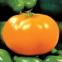 ราคา เมล็ดพันธุ์ มะเขือเทศ Carolina Gold Tomato Seeds (2250086383)