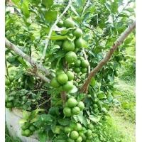 ราคา กิ่งต้นพันธุ์มะนาวแป้นสุขประเสริฐ พร้อมส่ง (17485235520)
