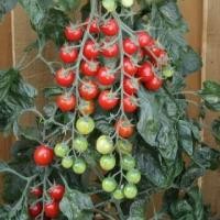 ราคา เมล็ดพันธุ์ มะเขือเทศ Sugar gloss Tomato Seeds (847304836)