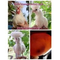 ราคา ไข่เชื้อไก่โปแลนด์สำหรับนำไปฟัก ขนเรียบโทนขาว เชื้อแรงพ่อพันธุ์ขยันทับ นิสัยมีความปราดเปรียวแต่ขี้อ้อน (21380489065)