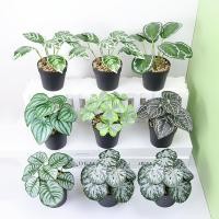 ราคา อุปกรณ์ห้องนั่งเล่นพืชสีเขียวกระถางปลอมสำหรับตกแต่งบ้านขนาดเล็กไม่เหี่ยวใช้ซ้ำได้เหมือนจริงแบบกระถางเทียม (22069595139)