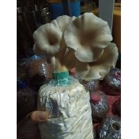 ราคา ก้อนเชื้อเห็ดนางฟ้าภูฐาน นางรมเทา ก้อนเชื้อเต็มพร้อมเปิด 4 ก้อน (15505757156)