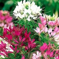 ราคา 100 เมล็ด ดอกเสี้ยนฝรั่ง ดอกคลีโอเม่ สไปเดอร์แพลนท์ Spider Plants Cleome Flower Seeds ดอกคละ3สี (21342200264)