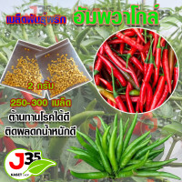 ราคา เมล็ดพริดอัมพวาโกล์ พริกอัมพวาโกล์ พริกเขียว พริกแดง เมล็ดพันธุ์พริก (20367376361)
