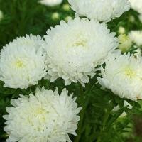 ราคา 100 เมล็ด ดอกไม้ ดอกเบญจมาศจีน ดอกฉุยฮัว Aster Chrysanthemum Seeds (22031971248)