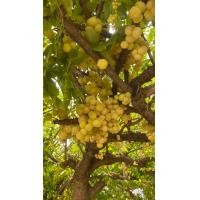 ราคา มะยมเปรี้ยว ลูกโต สดๆ 100 ราคากิโลละ 59 บาท (21611665370)