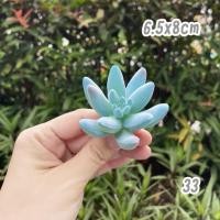 ราคา ไม้อวบน้ำปลอม กุหลาบหินปลอม ต้นไม้ปลอม ของแต่งบ้าน ตกแต่งบ้าน ดอกไม้ตกแต่ง อุปกรณ์แต่งบ้าน (15544833117)