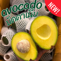 ราคา BB Avocado อโวคาโด 1กิโลกรัม พันธุ์บัคคาเนีย อโวคาโด้ อโวคาโด อะโวคาโดสด อโวคาโด อาโวคาโดสดอโวคาโดสดจากสวนบนดอย เก็บจากสวนทุกวันเน่าเสียรับเคลม อโวคาโด้ อโวคาโด อาโวคาโดสด (22602042081)