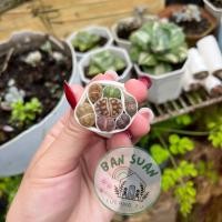 ราคา ไลทอป Lithops แบบชุด 7ต้นคละ ขนาด 0 5 1 3cm ไม้อวบน้ำ กุหลาบหิน คละสี ไลทอปมิกซ์ ราคาถูก (18389495635)