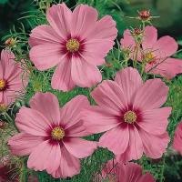 ราคา 100 เมล็ด ดอกดาวกระจายเซนเซชั่น ดอกคอสมอส ดาวกระจาย Cosmos Flower Seeds สายพันธุ์ Gloria Cosmos (21342345863)
