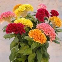ราคา 50 เมล็ด ดอกไม้ หงอนไก่ กระลารอน ชองพุ ซองพุ ดอกด้าย ด้ายสร้อย ร้อยไก่ Cockscomb Seeds (22045773178)