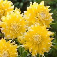ราคา 25 เมล็ด ดอกรักเร่ รักแรก รักเร่ Dahlia Seeds (22014650383)
