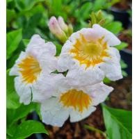 ราคา ต้นปีบยูนาน กระถาง 6 นิ้ว ส่งพร้อมกระถาง (22315037791)