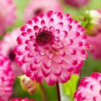 ราคา 25 เมล็ด ดอกรักเร่ รักแรก รักเร่ Dahlia Seeds (22014650430)