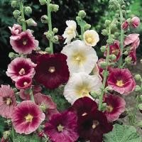 ราคา 30 เมล็ด เมล็ดดอกไม้ ฮอลลี่ฮ็อค ฉัตรทอง Hollyhock Seeds สายพันธุ์ Indian Spring (21276680883)