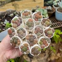 ราคา กุหลาบหิน ไม้อวบน้ำ 1ต้น ตัดสด ไม่มีราก succulents ต้นไม้ แคคตัส ไลทอป ไม้อวบน้ำ ราคาส่ง (22659164837)