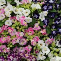 ราคา 100 เมล็ด ดอกแววมยุรา เกล็ดหอย แววมยุเรศ สามสี หญ้าลิ้นเงือก หญ้าลำโพง แววมยุรา ทอรีเนีย Torenia สายพันธุ์ Kauai Mix (21994760008)