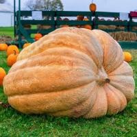 ราคา 10 เมล็ด ฟักทองยักษ์ พันธุ์ แอตแลนติก ให้ได้ผลใหญ่ยักษ์ Atlantic Giant Pumpkin (22177426599)