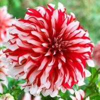 ราคา 25 เมล็ด ดอกรักเร่ รักแรก รักเร่ Dahlia Seeds (22014650385)