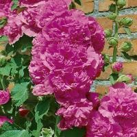 ราคา 40 เมล็ด เมล็ดดอกไม้ ฮอลลี่ฮ็อค ฉัตรทอง Hollyhock Seeds สายพันธุ์ Double Violet (21276711280)