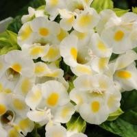 ราคา 100 เมล็ด ดอกแววมยุรา เกล็ดหอย แววมยุเรศ สามสี หญ้าลิ้นเงือก หญ้าลำโพง แววมยุรา ทอรีเนีย Torenia สายพันธุ์ Lemon Drop (21994498437)